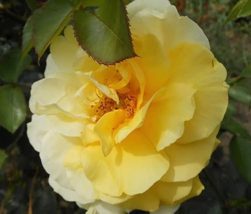 Chris Potted Bare Root Rose - Fragrant Yellow Blooms - Climbing Rose - Lovely Gift Idea