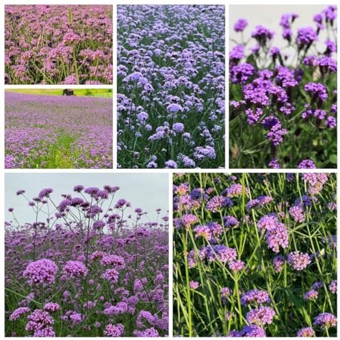 eisenkraut samen mehrjährig - mehrjährige blumen winterhart, gartenkräuter samen verbene samen garten blumen winterhart, winterharte stauden dauerblüher indoor garden, wildblumensaat 750pcs