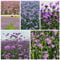 eisenkraut samen mehrjährig - mehrjährige blumen winterhart, gartenkräuter samen verbene samen garten blumen winterhart, winterharte stauden dauerblüher indoor garden, wildblumensaat 750pcs