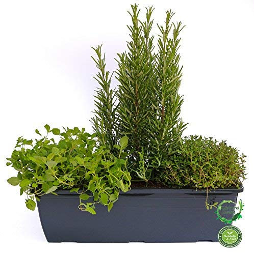 Kräuterkasten für Pizza & Grill 40cm Anthrazitkasten mit je 1er Kräuter Pflanze: Oregano, Thymian & Rosmarin