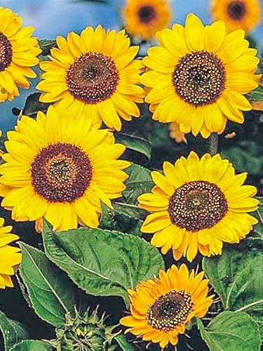 LK Gartenwelt Winterharte Sonnenblume, 1 Pflanze, Helianthus mehrjährig, Bienenfreundlich, Gelb, Stauden-Sonnenblume,