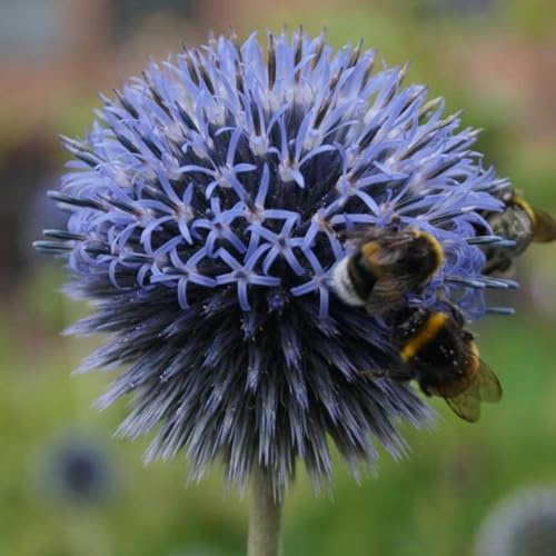 Blumixx Stauden Echinops ritro - Kugeldistel violettblau