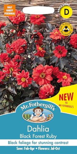 Mr Fothergills Seeds Dahlia Black Forest Ruby Seed