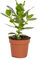 Bloomique - Clusia - Balsamapfel - Zimmerpflanzen - Luftreinigend - Pflegeleicht - Luftreinigend - Höhe 20-30 cm - Topf 12 cm