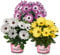 Margaritas Naturales con Flores Plantas para Exterior Pack 3 Plantas Dimorphoteca de Jardín