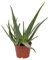 Aloe vera, Topf-Ø 21 cm Höhe ca. 60 cm
