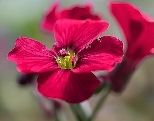 Aubretia Plants - 'Red' - 6 x Plug Plant Pack - Aubretias - Garden Ready - Ready to Plant - Premium Quality Garden Bedding Plants