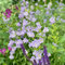 150 pcs glockenblume winterhart samen schattenpflanzen zimmerpflanze blumenwiese mittagsblume winterhart blumendeko pflanzensamen zimmerpflanzen gartensamen blumenwiese mehrjährig