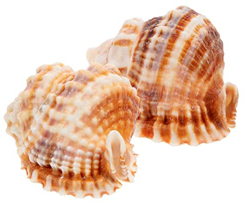 WOONEKY 2Stücke Natürliche Conch Muschel Dekoration für Aquarium und Zuhause Muschel Deko für Handwerk für Fischtank und Wohnraum