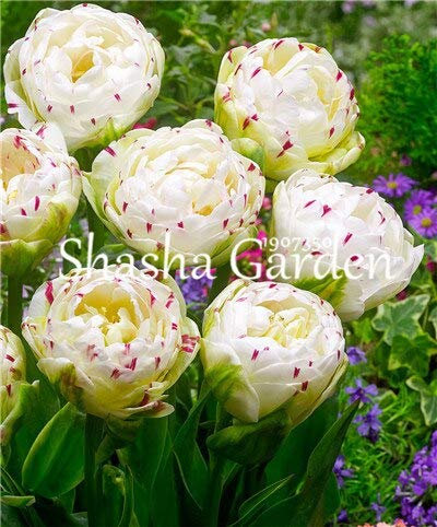 Generische frische 100 Stück Tulpenblüte SAMEN zum Pflanzen (keine Tulpenzwiebeln) Weiß 3