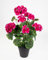 Seidenblumen Roß Künstliche Geranie im Topf 44cm JA Kunstblumen künstliche Pelargonium Blumen Pflanzen (Beauty)