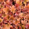 Heuchera Peach Flambe ist eine immergrüne, winterharte blühende Pflanze für den Außenbereich im Topf.