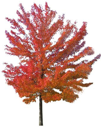 Rot-Ahorn (Acer rubrum) 1000 Samen -Winterhart- Wuchshöhen Bis über 30 Meter -Kanadischer Rotahorn-