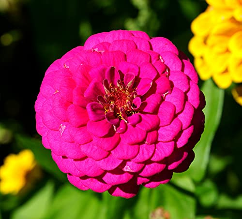 Garten-Zinnie - Zinnia Purple Prince - Zinnia elegans - Blume - 50 Samen