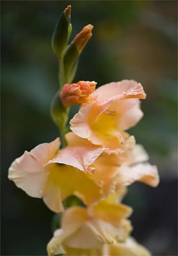 Gladiolen Zwiebeln, Gladiolen MehrjäHrig, (Winterhart/Stauden/Staude/Mehrjährig), Hoher Zierwert Blumenzwiebeln, Gladiolen Knollen, Pflanzen in Top Qualität-3zwiebeln-D