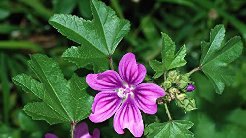 50 semi di malva comune (Malva sylvestris)