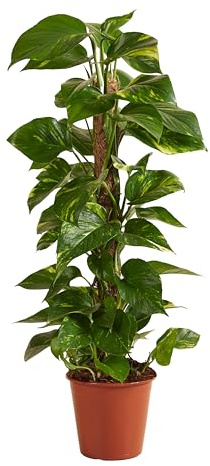 Bloomique - Epipremnum Aureum - Con palo di muschio - Edera drago - Piante rampicanti - Piante da appartamento - Purificatrici dell'aria - Altezza 70-90 cm - Vaso da 19 cm