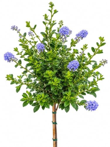 Ceanothus Impressus Säckelblume  Victoria  Hochstamm 125-150 cm hoch winterhart Freilandaufzucht