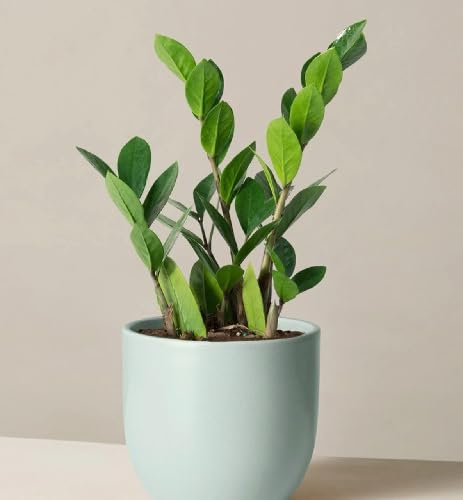 Nouveau frais 50pcs Zamioculcas zamiifolia graines de plantes