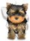 WildeBabsKLBT 15cm hochwertiger Aufkleber Sticker Decal Autoaufkleber Yorkie Yorkshire Terrier Hund hell-beige schwarz D806 3D-Effekt Rand Silber