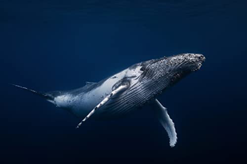 WAL Fototapete VLIES-500x280 cm (6203A)-Natur Meer Wale Fische Unterwasser Tiere Fotokunst Wandtapete-Inkl. Kleister-Vliestapete Bild Dekoration Wand-Dekor Moderne Motiv-Tapete Panorama Poster XXL