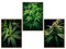GrowArt - Grüne Eleganz im A3-Format, ohne Rahmen - Artistische Hanfposter: Exzeptionelle Wanddekoration für charaktervolle Innenräume, das perfekte Geschenk für Naturliebhaber.