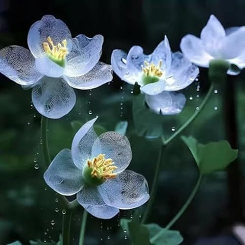 Graines de Fleur de Lotus en Bol – 25 Graines de Lotus Colorées pour Culture en Eau, Jardin, Bassin et Décoration d’Intérieur (Bleu)