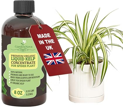 GARDENNOVA Premium Organic Seaweed & Kelp Superfood for Spider Plant Plants - 8 oz - Liquid Kelp Fertilizer Concentrate (Makes 25 Litres)