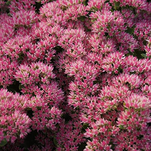 Blumixx Stauden Sedum Telephium-Hybride 'Herbstfreude' – Hohe Fetthenne, braunrote Blüte, winterhart & pflegeleicht, insektenfreundlich, für Beet & Kübel, Blütezeit Spätsommer-Herbst