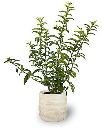 Planta de Galán de Noche - Dama de noche - Exquisito Aroma Nocturno - Arbusto Natural para Interior y Exterior - Altura 50-60 cm - Decoración del hogar