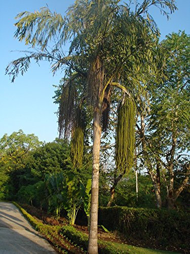 Gigante Fischschwanzpalme 15 Semi - urens Caryota - Toddy