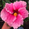 Regenbogenfarbener Hibiskus, kältebeständige Zwiebel, mehrjährig, ausgezeichnete Zierblume, Dekorationsblume für den Innen- und Außenbereich-1 zwiebel-D