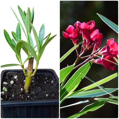 Pack de 10 Plantas natural Adelfa Nerium Oleander Roja, 5-10 cm. Aún SIN FLOR. Arbusto ornamental, con flores vistosas y muy resistentes. Segura Garden.
