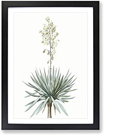 Adams Needle Yucca Flowers By Pierre Joseph Redoute Vintage Framed Print | A4 Black Framed Wall Art | Ready to Hang | Classic Floral Picture | Living Room Bedroom Lounge Office