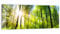 DEQORI Glasbild Echtglas | Motiv Licht durchdringt Bäume | horizontal einteilig 150x60 cm | schöne Dekoration | Wandbild für Wohnzimmer, Schlafzimmer, Flur & Küche | moderne Wanddeko