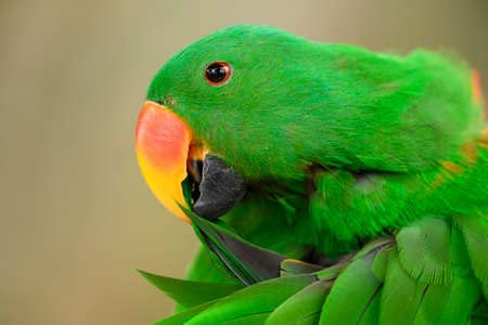 adrium Acryl-Bild 50 x 30 cm: Eclectus Papagei - Eclectus roratus, schöner bunter Papagei aus indonesischen Wäldern und Wäldern, Neuguinea, Papua-Neuguinea.(185417464)