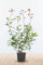 Glanzmispel ‚Red Robin‘ – Photinia fraseri – Heckenpflanze – Auswahl der Höhe 60–200 cm – immergrün & winterhart – ideal für dichte Hecken (Variante 60-80cm)
