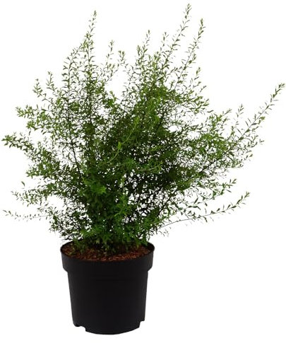 Spiraea, Arguta, Weißer Spierstrauch, weiße Blüten, Zierstrauch, Frühjahrsblüher, pflegeleicht, winterhart, Gartenpflanze, dekorativ, Heckenpflanze