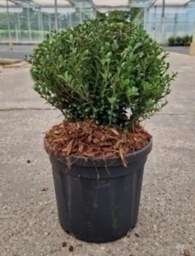 Ilex cren. 'Glorie Dwarf' - Houx Crénelé 20-25 cm en pot