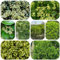 semillas de boj seto sombra plantas perennes resistentes árbol bonsái flores de árboles ornamentales planta de maceta de hoja perenne resistente arbusto 120pcs