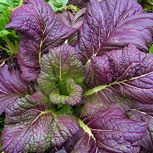 Welldales 100 Red Giant Mustard Seeds Fast Growing Leafy Kitchen Vegetable Herb Pot Plant
