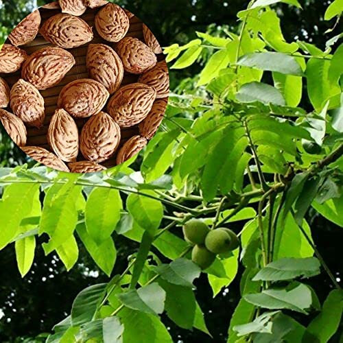 Saterkali Herznusssamen, 5 Stück Herznusssamen, Walnussbaum, Garten, Park, Bauernhof, Hinterhof, einfach zu wachsen, Pflanzendekor Herznuss-Samen