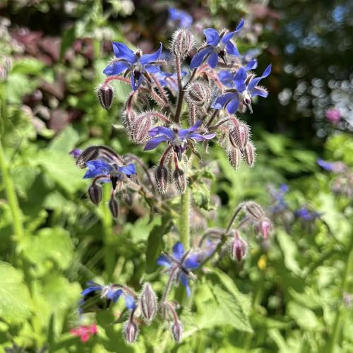300 Pcs Borretsch Samen Mehrjährig - Kräuter Pflanzen, Winterharte Kübelpflanzen, Schnittblumen Samen Borretsch Samen, Kräutersamen, Winterharte Pflanzen Für Garten Kräuter Samen,