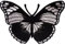 White Silver Black Butterfly Patch Iron Sew On T Shirt Jeans Embroidered Badge