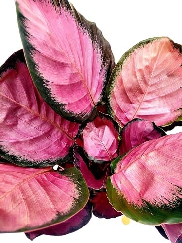 POWERS TO FLOWERS - CALATHEA ROSEOPICTA ROSY IN VASO 15cm diametro, MARANTA, pianta vera