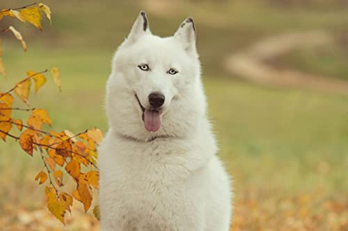 OZLHSP Puzzle 500 Husky Husky Tiere 52x38cm