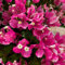 150 Pcs Bougainvillea Pflanzen Kaufen Samen - Seltene Pflanzen, Wohnzimmer Deko Drillingsblume Bougainvillea Pflanze Winterhart Samen, Blumenwiese Samen, Steingartenpflanzen Winterhart