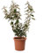 KENTIS - Eleagnus Ebbingei - Echte Heckenpflanze - Winterharte Pflanzen für Garten - Hoch 60-80 cm Topf Ø 20 cm