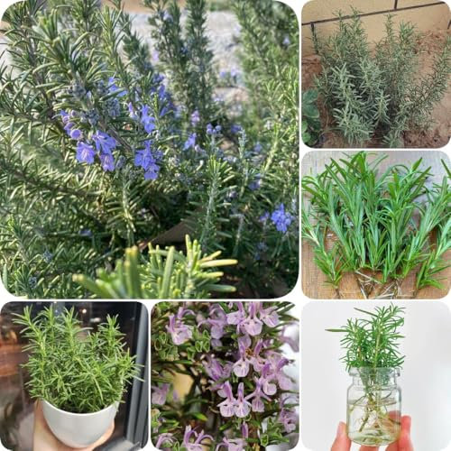 1000 pz Semi di rosmarino perenni - semi di erbe, semi di fiori Rosmarinus officinalis, erbe semi vasi per piante piante da giardino roccioso resistenti semi di prato di fiori selvatici