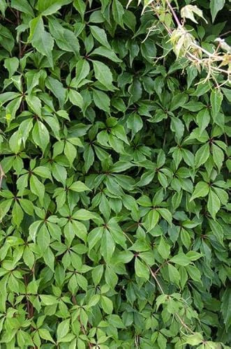Wilder Wein – Parthenocissus quinquefolia 'Engelmannii' – 3 Pflanzen – Ø15cm – ca. 65cm hoch – Selbstklimmende Kletterpflanze mit roter Herbstfärbung für Fassade, Zaun & Pergola